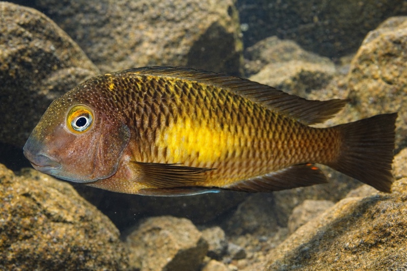 Tropheus moorii 'Chikonde' (Mutondwe Island)